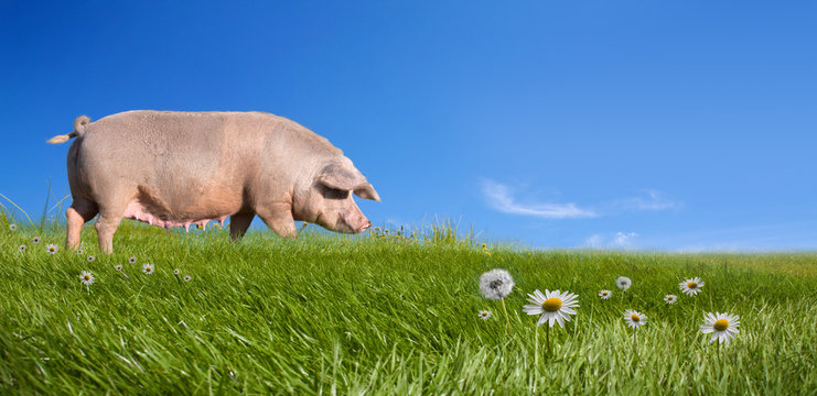 Pig on green field