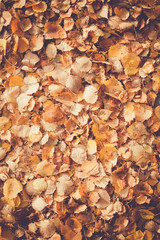 Background of yellow autumn leaves