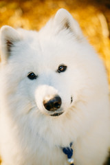 Close Up White Samoyed Dog Outdoor