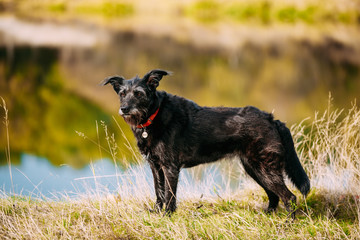 Small Size Black Dog in grass near river, lake. Summer 
