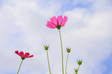 Cosmos flowers and bottom view.