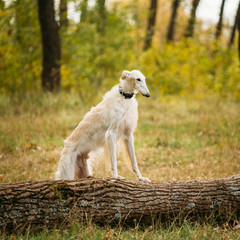 Dog Russian Borzoi Outdoor in Forest