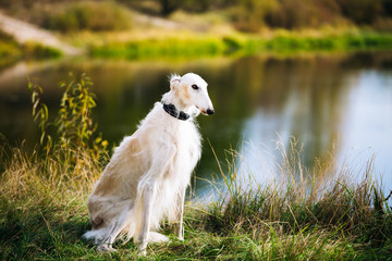 Obraz na płótnie Canvas White Russian Borzoi, Borzaya Hunting Dog near river