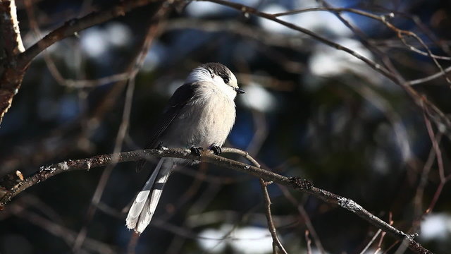 Gray Jay, Perisoreus canadensis at Algonquin