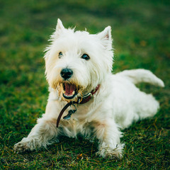 Small West Highland White Terrier - Westie, Westy Dog 