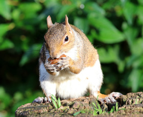 Portrait of a Grey Squirrel enjoying a chestnut while sitting on a tree trunk
