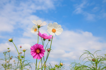 Cosmos flowers and bottom view.