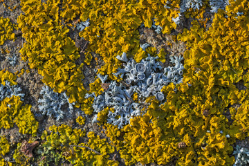 Xanthoria parietina