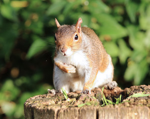 Close up of a Grey Squirrel on a tree trunk in autumn