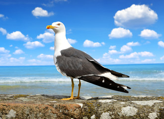 Obraz premium Seagull standing on his feet. In the background sea.