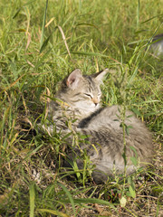 Котята в траве отдыхают летний день