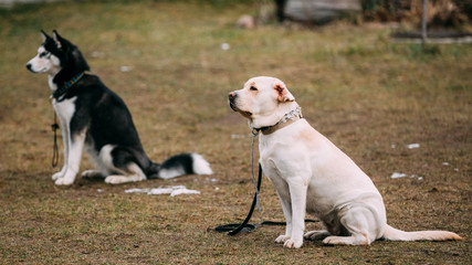 Labrador and husky dogs sits on ground during training
