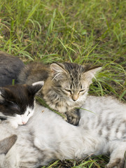 Котята в траве отдыхают летний день
