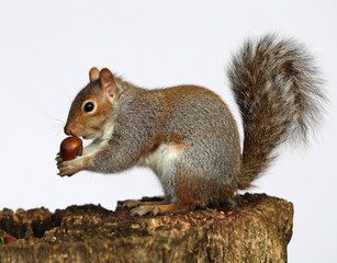 Portrait of a Grey Squirrel enjoying a chestnut while sitting on a tree trunk