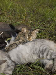 Котята спят на кошке в летний день