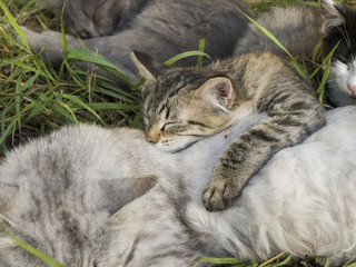 Котята в траве отдыхают летний день
