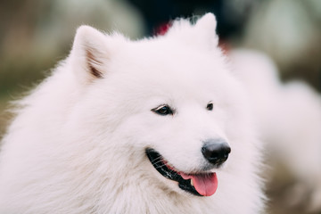 Obraz premium Close Up White Samoyed Dog