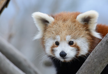 red panda baby
