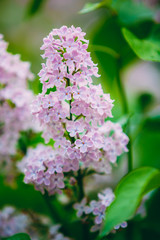 Pink Flowers Lilac In Garden
