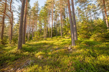 Fototapeta na wymiar Finnish forest at summer