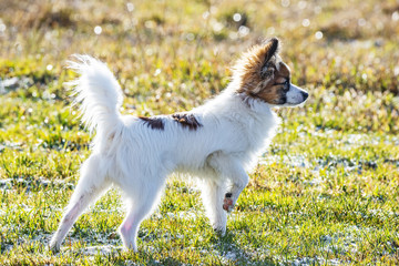 Obraz premium cute papillon dog