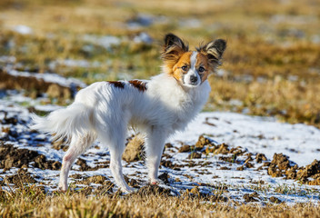 cute papillon dog