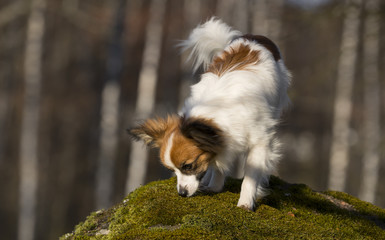 cute papillon dog