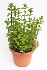 Mentha - Pfefferminze, Heilpflanze im Pflanzkübel