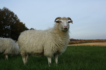 Schaf auf Weide
