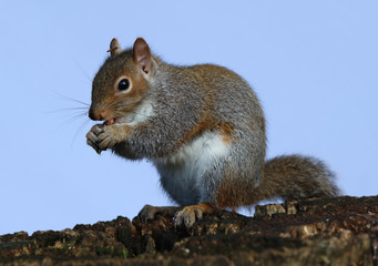 Close up of a Grey Squirrel eating nuts on a tree trunk in autumn