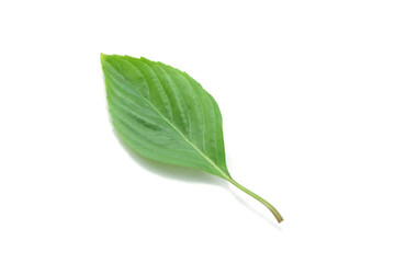 Obraz premium Sweet Basil isolated on white background.