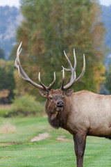 Bull Elk Bugling