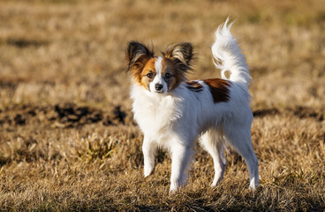 cute papillon dog