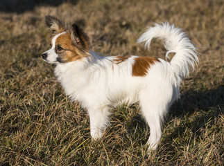 cute papillon dog