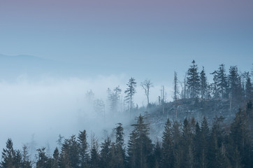 Carpathian mountains. Trees in the clouds, seen from Luban mountain in Beskidy, Poland
