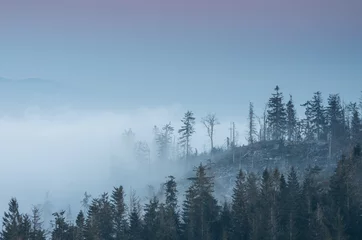 Crédence de cuisine en verre imprimé Forêt dans le brouillard Montagnes carpates. Arbres dans les nuages, vu de la montagne Luban à Beskidy, Pologne