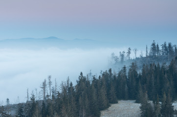 Carpathian mountains. Trees in the clouds, seen from Luban mountain in Beskidy, Poland