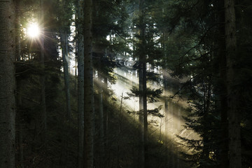 Fototapeta premium vosges05