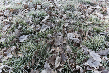 fallen oak leaves on the grass in the early morning frost