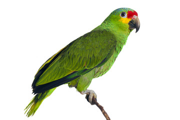 Amazon Parrot