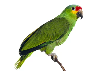 Fotobehang Amazon Parrot © Mikael Damkier