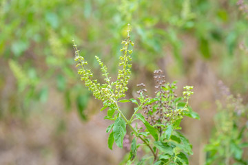 sweet basil tree in vegetable garden