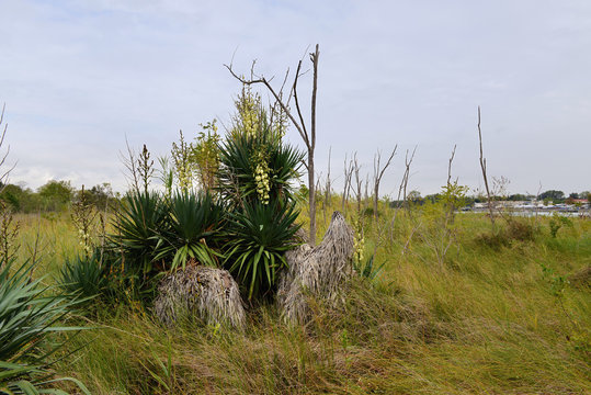 Jukka (Yucca L.)  na wybrzeżu morza śr&oacute;dziemnego w Bibione - Włochy