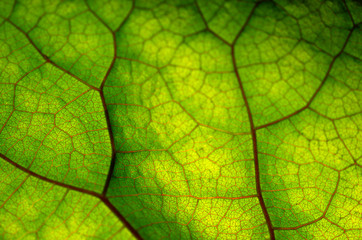 Texture of green leaf and veins