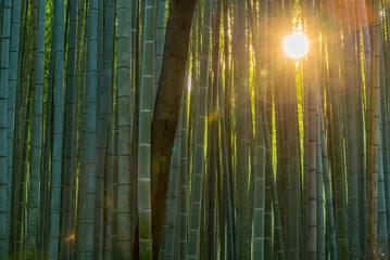 Stickers pour porte Bambou Chemin de la forêt de bambous au Japon