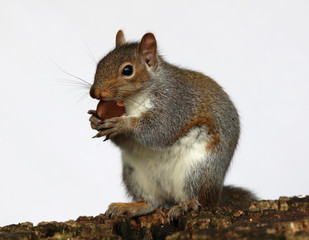 Portrait of a Grey Squirrel enjoying a chestnut while sitting on a tree trunk