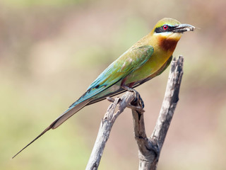 Bird blue-tailed bee-eater.