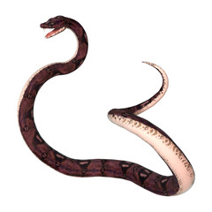 Fototapeta premium Anaconda Snake on White
