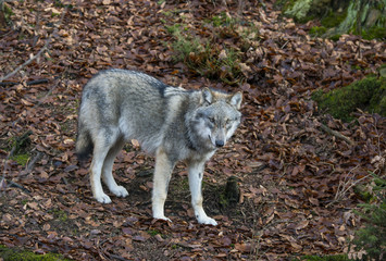 wolf in a forest