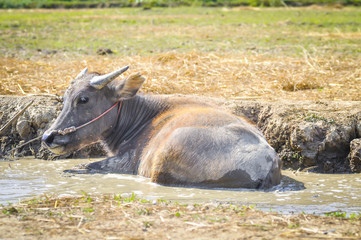 buffalo in the pond